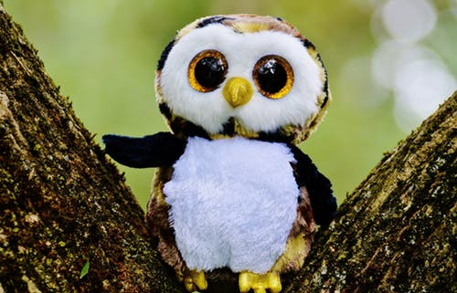 A Silent Auction of Owls!